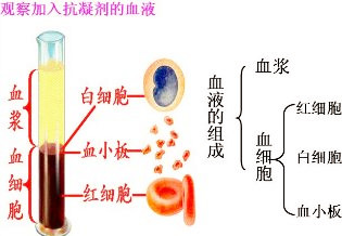 全自动生化分析仪血液采集